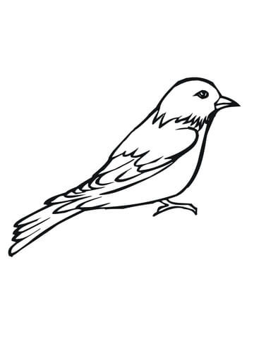 Painted Bunting Coloring Page